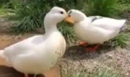 娱乐吃瓜鹅鸭视频大全